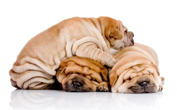 Shar pei için gıda