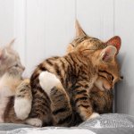 Doğumdan sonraki kedi