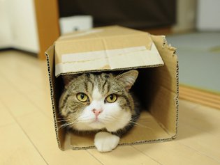 Cote Maru bir İnternet yıldızıdır Cote Maru bir İnternet yıldızıdır