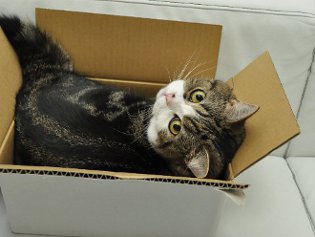 Cote Maru bir İnternet yıldızıdır Cote Maru bir İnternet yıldızıdır