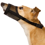 Köpeklerin tedavisi. İlk Yardım
