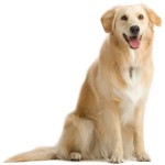 Köpeklerde Yanlış Hamilelik