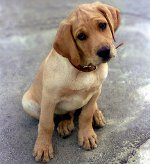 Köpeklerde mastitis Köpeklerde mastitis