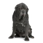 Napolitan Mastiff veya Mastino Poleetano