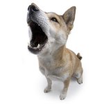 Köpek yetiştirme Köpek yetiştirme