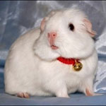 Guinea pigs için parazitler tehlikelidir mi?
