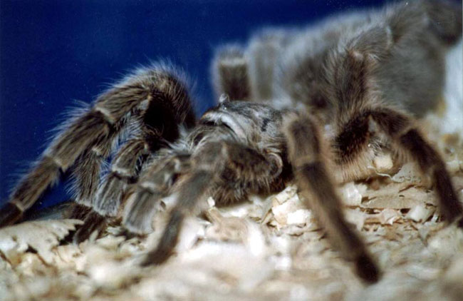 Tarantula örümceklerinin bakımı nasıl yapılır