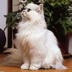 Faslı şinşilla