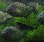 Akvaryumunuzdaki Piranhalar
