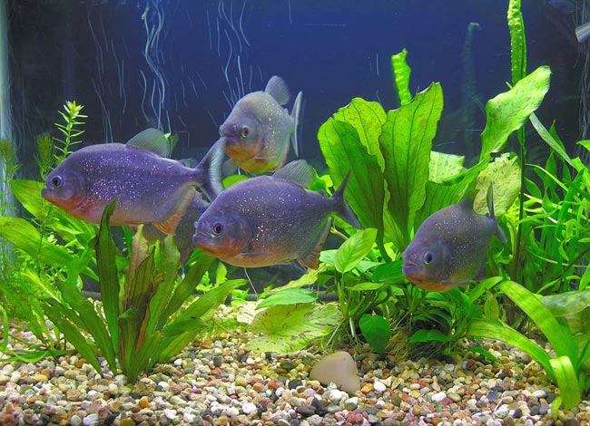 Akvaryumunuzdaki Piranhalar