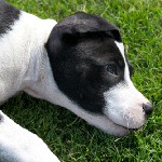 Köpeklerde Pyroplasmoz