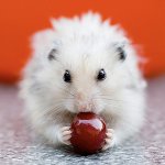 Hamster yemi: yapabilirsin ya da yapamazsın