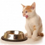 Kedi yavrularına besleniyor. Yavru kedi ne besleyecek?