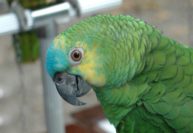 Amazon papağanları: içerik, bakım, beslenme