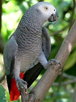 Jacques Parrot: içerik evde