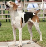 Amerikan Foxhound Amerikan Foxhound