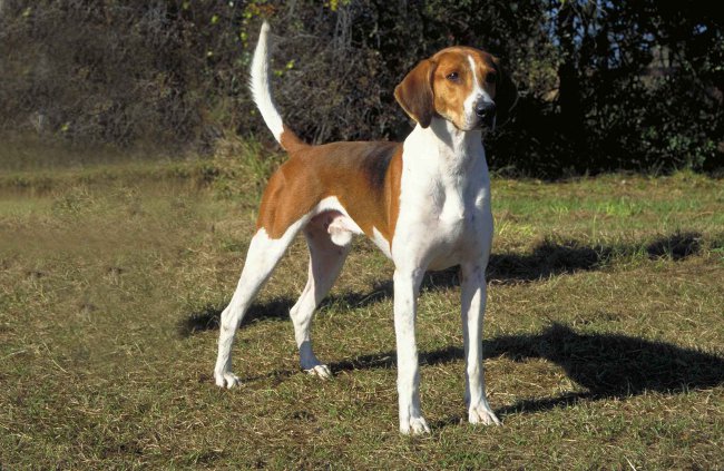 Amerikan Foxhound cinsi