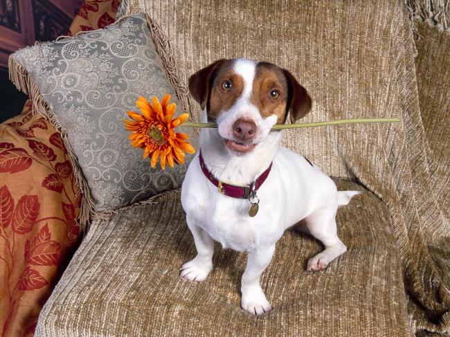 Cins Jack Russell Terrier