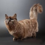 Kedilerin cins: munchkin