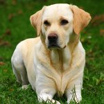 Irkı Labrador Irkı Labrador