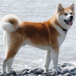 Köpeklerin cinsi: Akita Inu Köpeklerin cinsi: Akita Inu