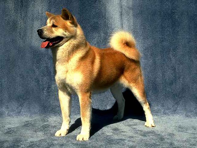 Köpeklerin cinsi: Akita Inu Köpeklerin cinsi: Akita Inu