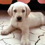Alabai köpeklerin cinsi