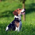 Beagle köpekleri cinsi