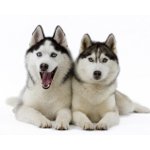 Haşere köpek ırkı