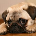 Köpeklerin cins pug