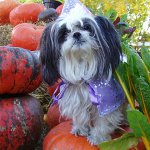Shih Tzu köpeklerinin cinsi