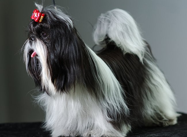 Shih Tzu köpeklerinin cinsi