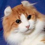 Kedilerin cinsleri: American Curl Kedilerin cinsleri: American Curl