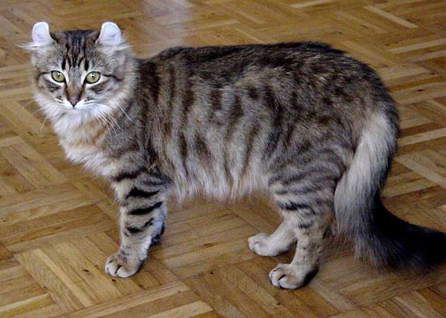 Kedilerin cinsleri: American Curl Kedilerin cinsleri: American Curl