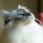 Kedi Irkıları: Birmanya kedisi