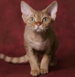 Kedilerin cinsleri: Devon Rex