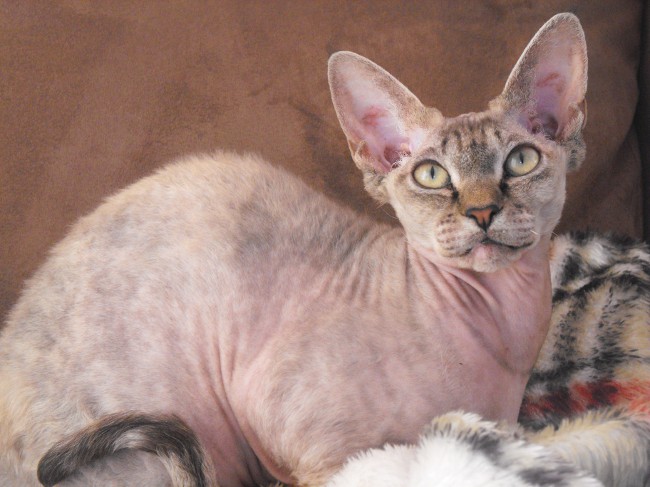 Kedilerin cinsleri: Devon Rex