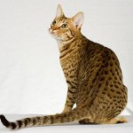 Kedilerin cinsleri: ocicat