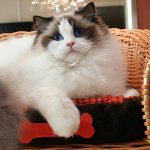 Kedilerin cinsleri: ragdoll