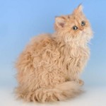 Kedilerin cinsleri: Selkirk rex