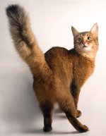 Kedi ırkı: Somalili kedi Kedi ırkı: Somalili kedi