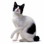 Kedi Irkıları: Japon Bobtaili