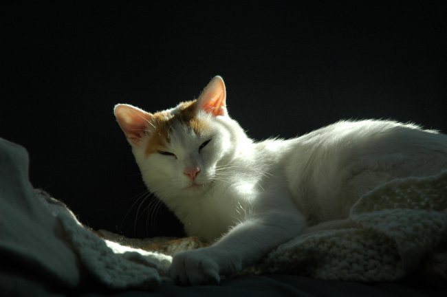Kedi Irkıları: Japon Bobtaili