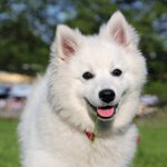 Köpeklerin cinsleri: American Spitz