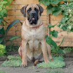 Köpek Irkları: İngilizce mastiff Köpek Irkları: İngilizce mastiff
