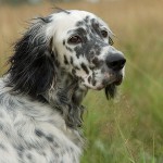 Köpek ırkları: İngiliz Setter
