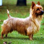 Köpek Irkları: Avustralyalı Terrier