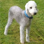 Köpek ırkı: bedlington terrier