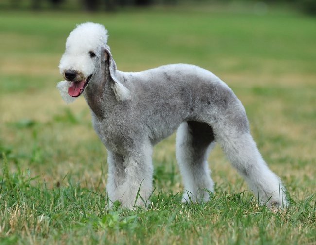 Köpek ırkı: bedlington terrier