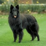 Köpek ırkları: Belçika Çoban Köpeği Grunendal Köpek ırkları: Belçika Çoban Köpeği Grunendal